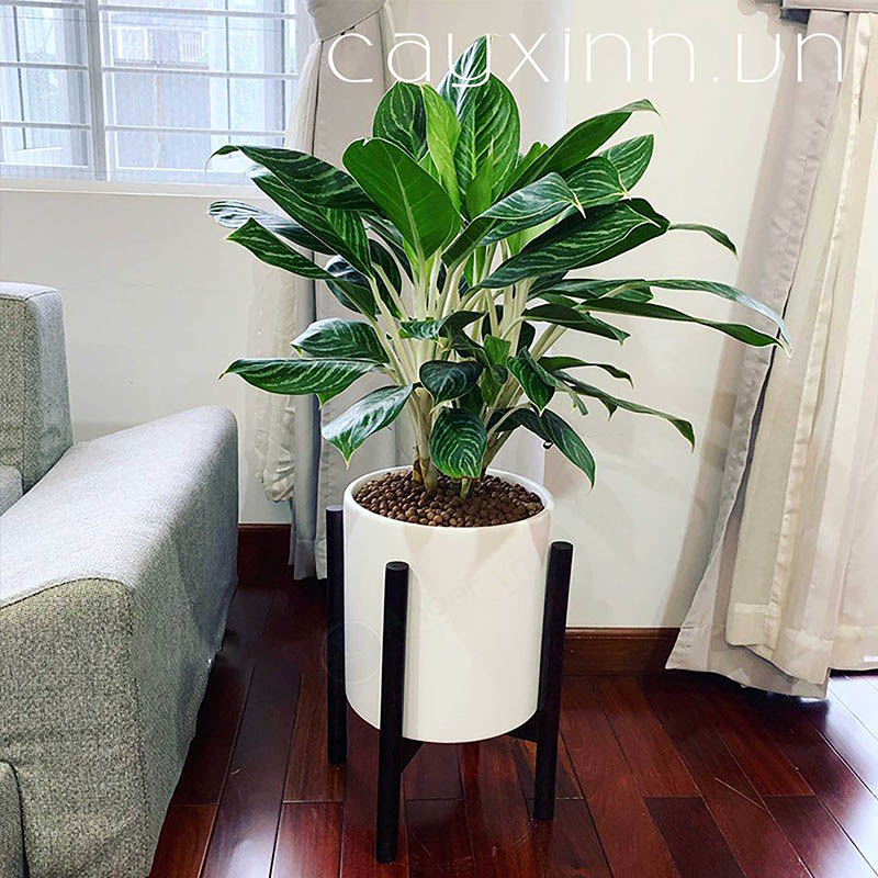 Cây để phòng khách đẹp sẽ làm cho ngôi nhà của bạn trở nên tươi tắn và xanh tươi hơn. Cây không chỉ là vật dụng trang trí mà còn có tác dụng làm giảm căng thẳng và thúc đẩy sự thư giãn. Hãy khám phá các loại cây để phòng khách thích hợp cho không gian của bạn!