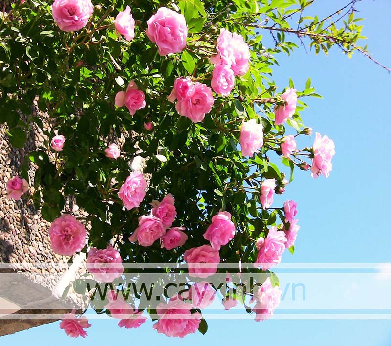 Hoa hồng leo: Khám phá vẻ đẹp quyến rũ của những chiếc hoa hồng leo. Chúng mang đến cho bạn cảm giác thanh khiết và yên bình trong một không gian xanh tươi và mát mẻ. Hãy thưởng thức những bức ảnh đầy bất ngờ về những chú chim hót líu lo giữa những bông hoa hồng leo đầy màu sắc nhé!