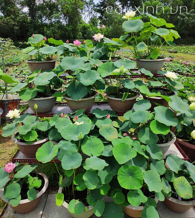 sen mini nhật