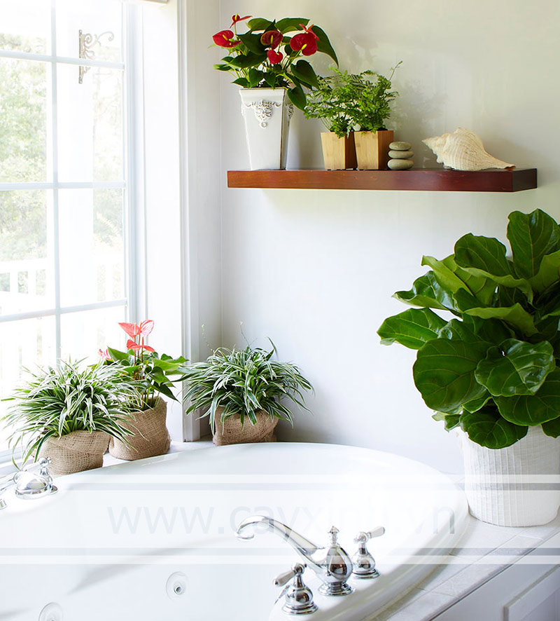 Cây trồng trong nhà tắm không chỉ là một cách để tạo không gian xanh và tươi mới, mà còn giúp cải thiện chất lượng không khí bên trong phòng tắm. Hãy xem những hình ảnh đẹp mắt về cây trồng trong nhà tắm để tìm kiếm cảm hứng cho không gian sống của bạn.