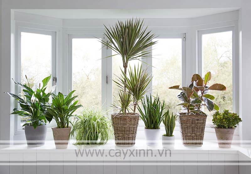 thanh lọc không khí trong nhà bằng cây xanh