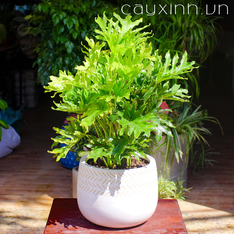 cây trầu bà lá xẻ