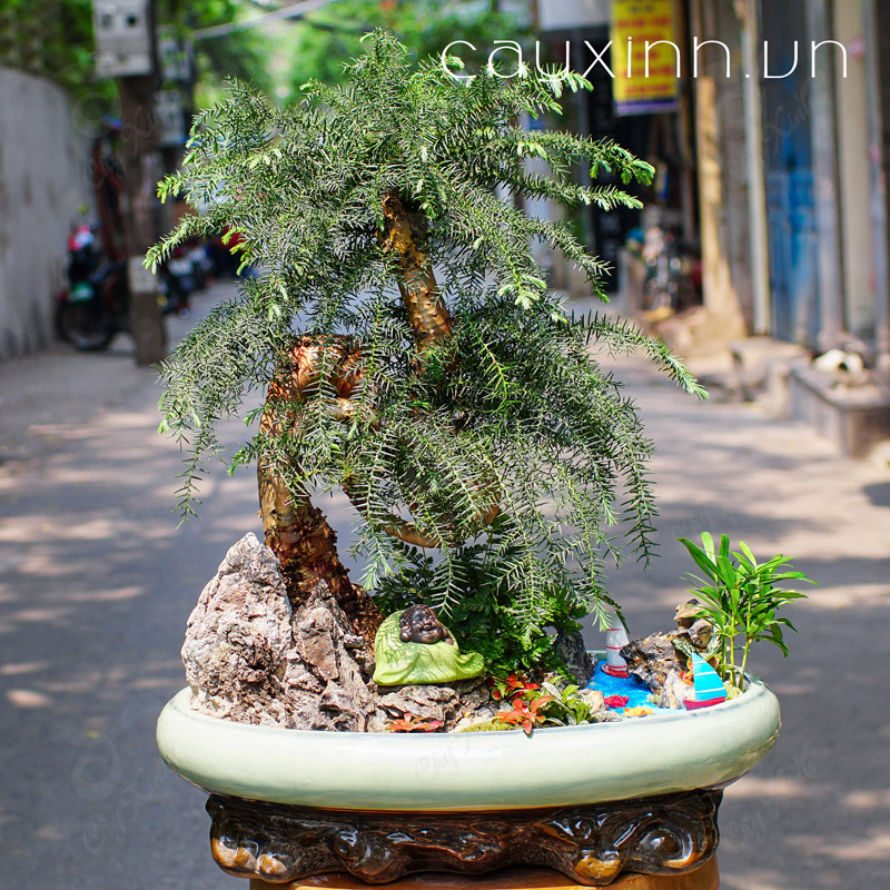 cây tùng xương cá phong thủy