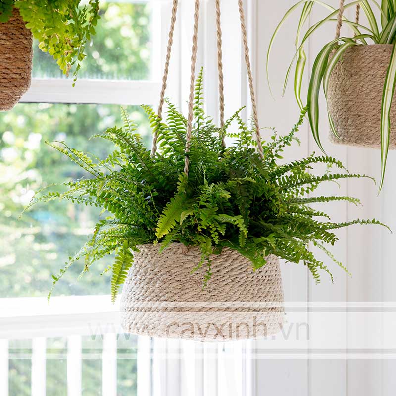 chọn chậu treo cây