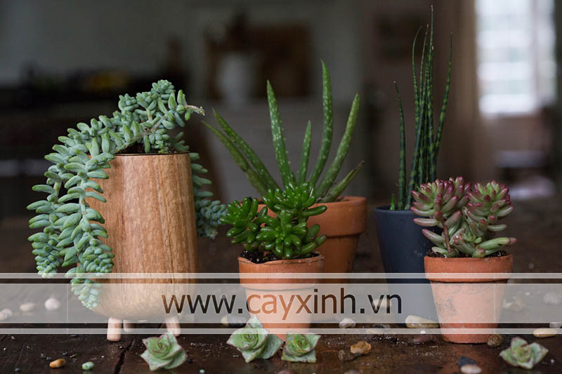 tiêu chí lựa chọn chậu cho cây cảnh
