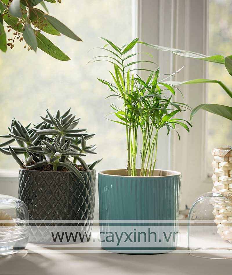 chất liệu chậu cây cảnh để bàn