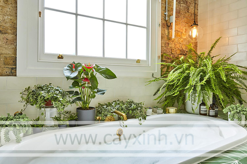 thanh lọc không khí nhà tắm bằng cây xanh