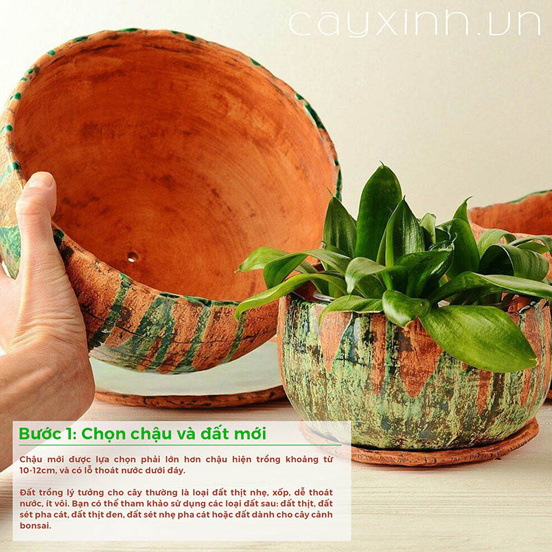 Bước 1: Chọn chậu và đất mới thay cho cây