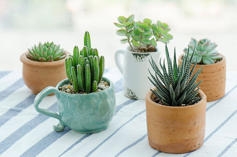 Đặt Xương rồng ở đâu để mang lại may mắn cho gia chủ