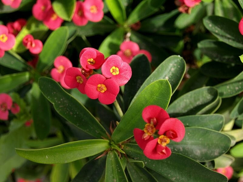 Hoa xương rồng Bát Tiên
